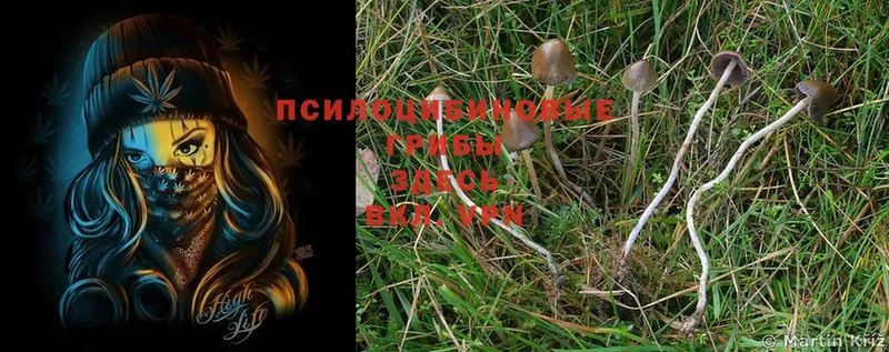 Псилоцибиновые грибы MAGIC MUSHROOMS  Кемь 